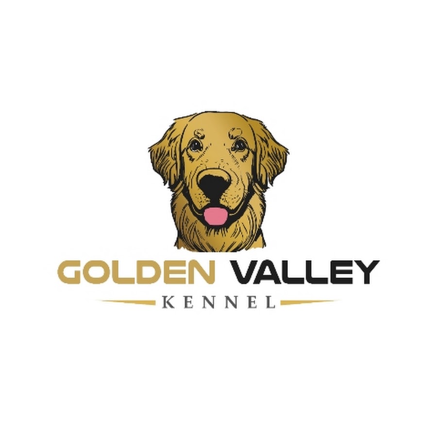 Golden Valley Kennel @goldenvalleykennel