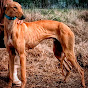 galgos de campo de ignacio llorente..