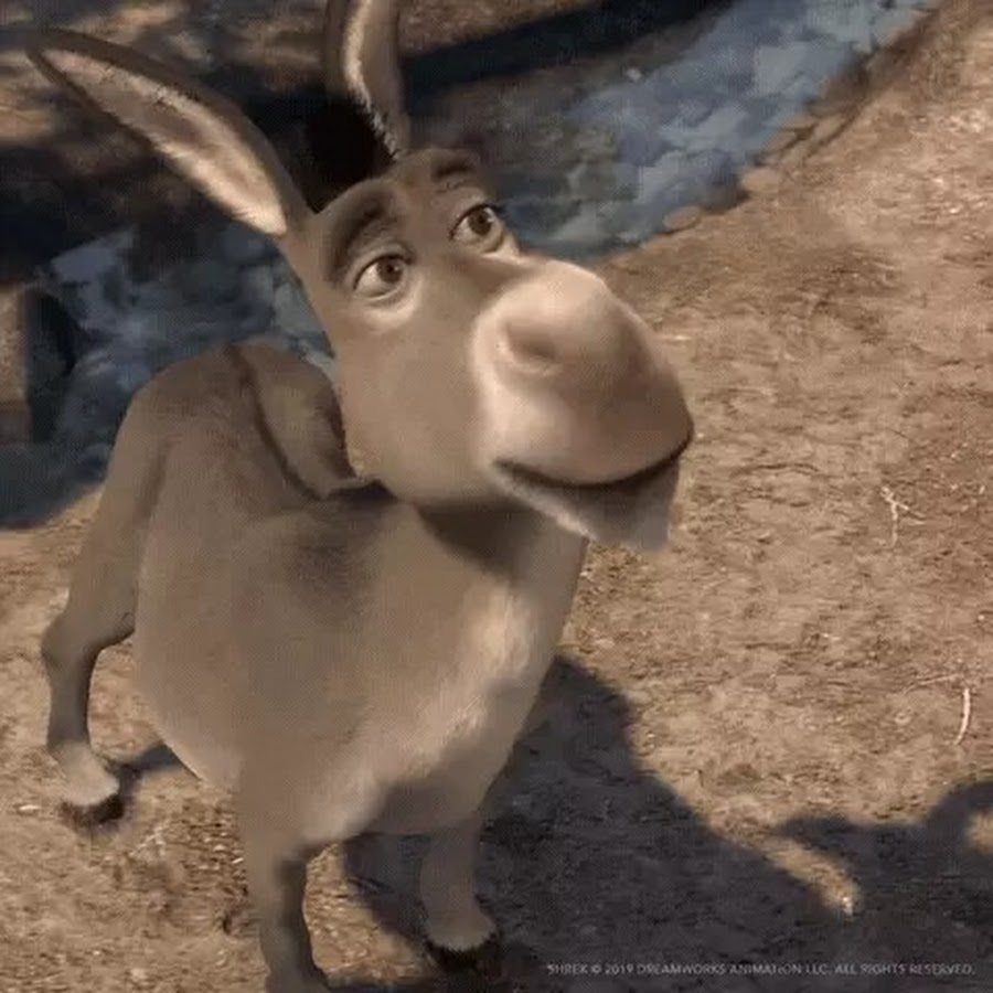 Gif burro