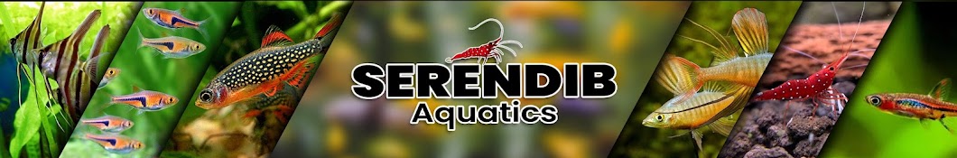 Serendib Aquatics