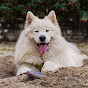 Lolly Samoyed