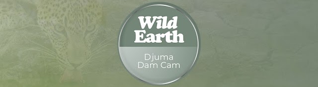 WildEarth Djuma Cam
