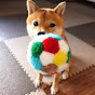 Shiba Inu Puri（Mameshiba）