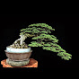 Ini Bonsai Asri