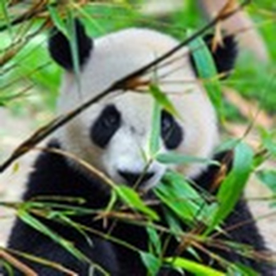 Panda Consulting