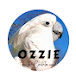 Ozzie the Cockatoo