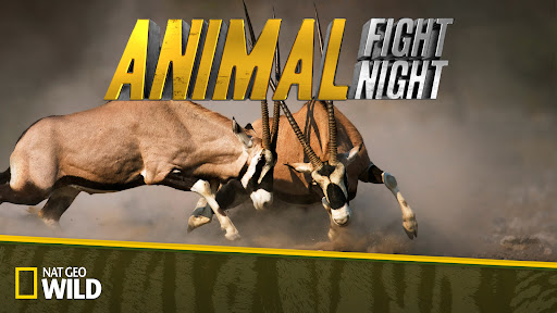 Mortal Combat (Full Episode) | Animal Fight Night - YouTube