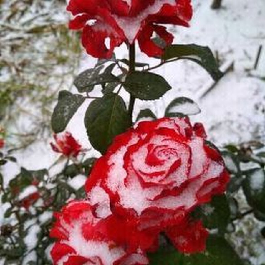Snowfire роза