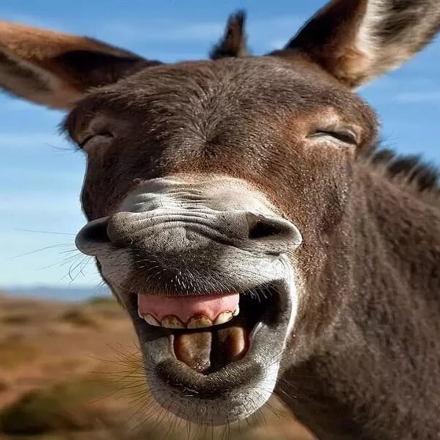 Squewe. Donkey Happy.