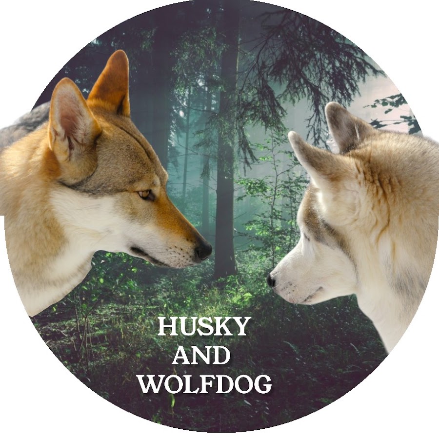 Husky and wolfdog