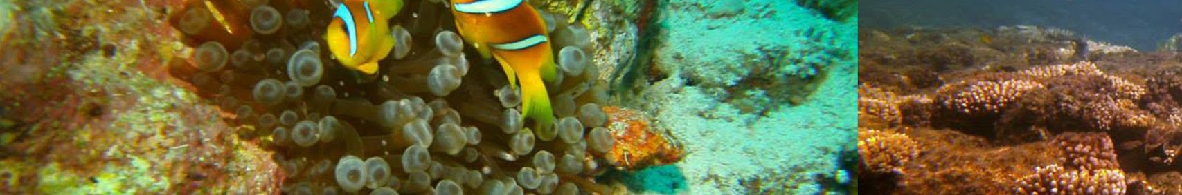 scuba3604