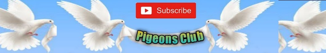 Pigeons Club Banner