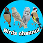 bird channel