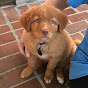 A Duck Toller Named Sable