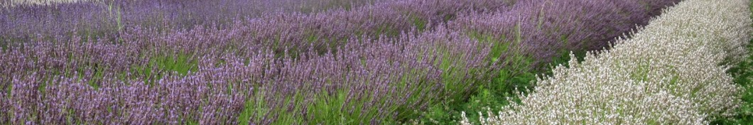 Lavanda intermedia 'Julien' – Il Lavandeto Di Assisi