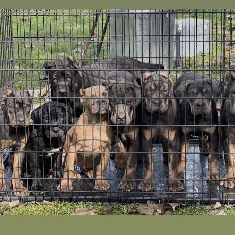 Tri colored hot sale cane corso