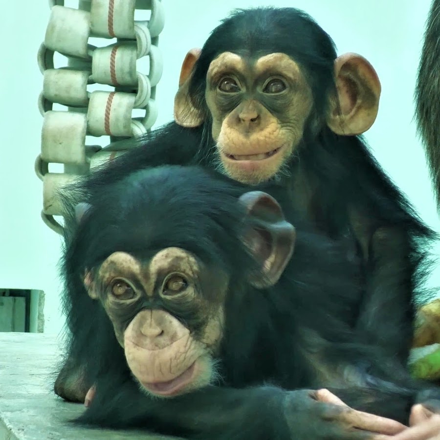 類人猿研究所 Great Apes Zoo - YouTube