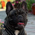 French bulldog Ross