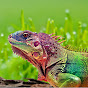 RainbowLizard