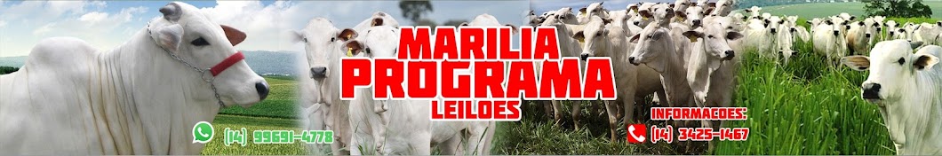 Marilia Programa Leiloes