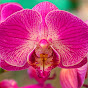 From the life of Orchids