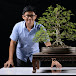 Chen Academy The Art of Bonsai