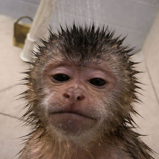 Monkser