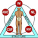 Kinesiologic by Professor Vasilieva