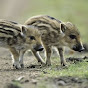 Wild boar channel