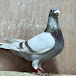 Weber Racing Pigeons Germany