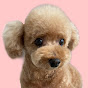  hapi dog clothes Pattern shop