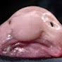 Queen Blobfish