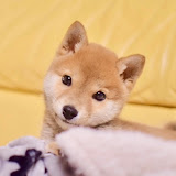 りんごいぬ 楽天市場】iDog りんごボール 鈴入り アイドッグ 犬用 おもちゃ