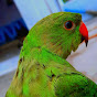 parrot_suzie.