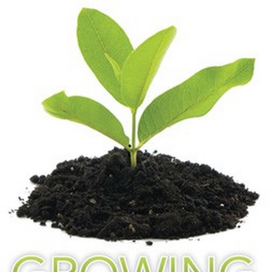 Growing thing s. Growing things. Growing thing's up. Баннер семена огород. Growing things up прохождение.