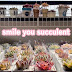 smile you succulent