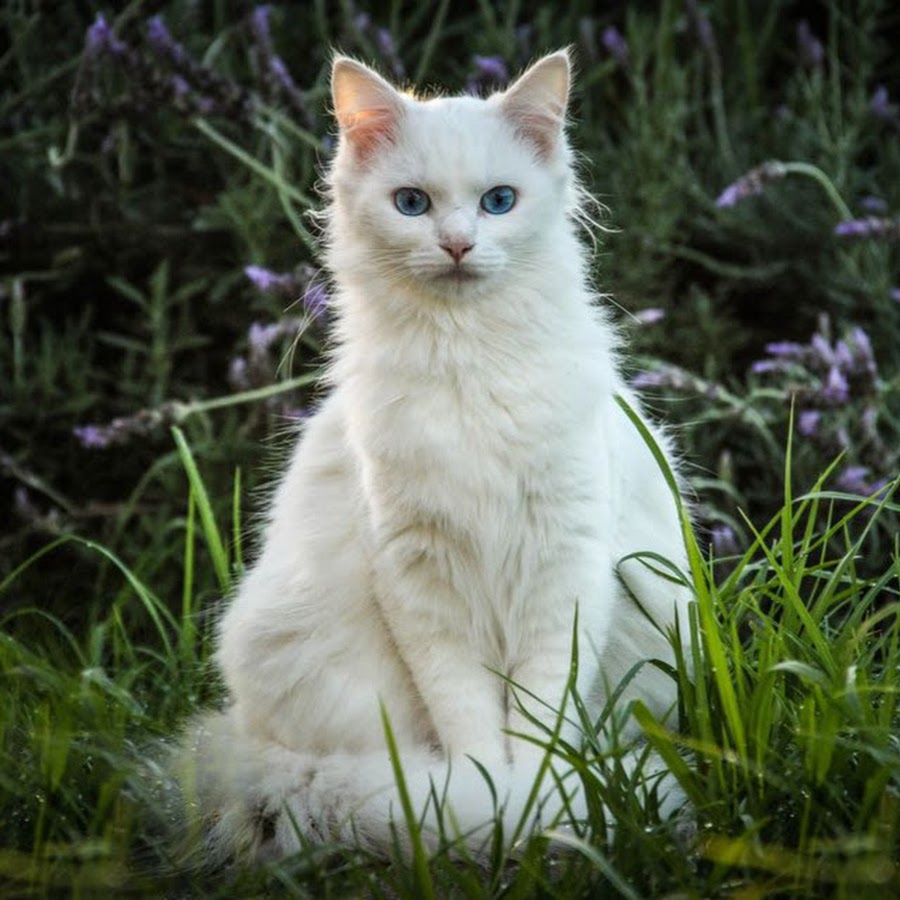 Почему белые коты глухие. Белый кот. Кошка порода Мурзя. Кот c белыми границами. White.