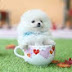 Teacup Pomeranian 