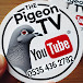 The Pigeon Tv