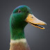 logo Digital Duck