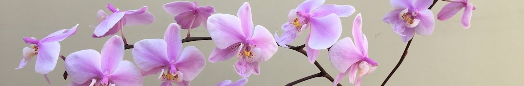 May’s Orchids 蘭花