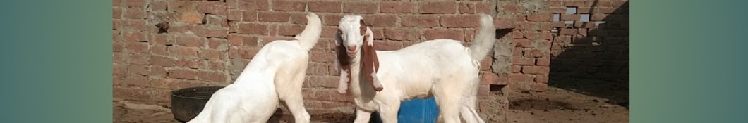 Bakri Wala