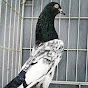 Punjabi chaska pigeons 