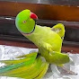 @Birds best videos