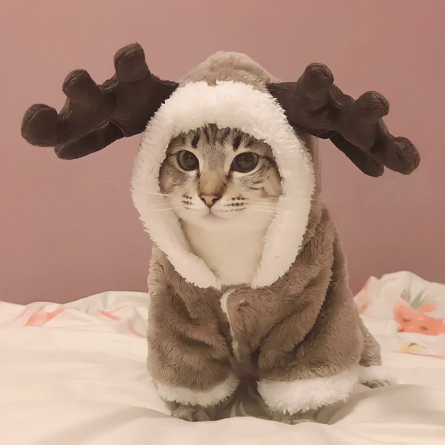 Зимняя одежда для кошек