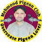 Mehmood Pigeon Club