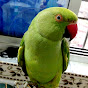 Parrot's Natural Beauty