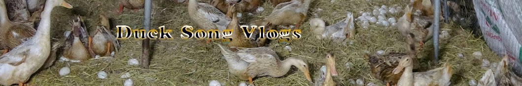 Duck Song Vlogs