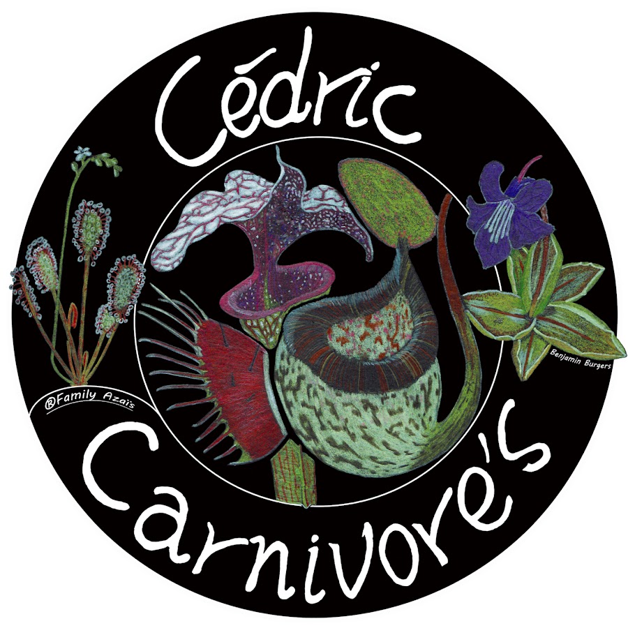 Cédric Carnivore's - Producteur de plantes carnivores