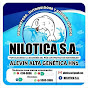 Nilótica Centroamérica